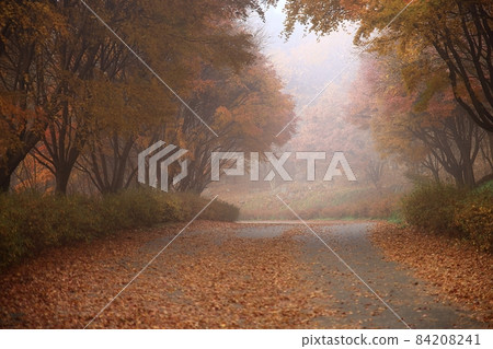 美麗的路，晨霧路 84208241