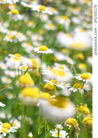Beautiful blooming medical roman Chamomile flowers Field Beautiful blooming medical roman Chamomile flowers Field 84208276