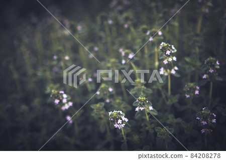 Sweet Basil green plants with flowers growing texture Sweet Basil green plants with flowers growing texture 84208278