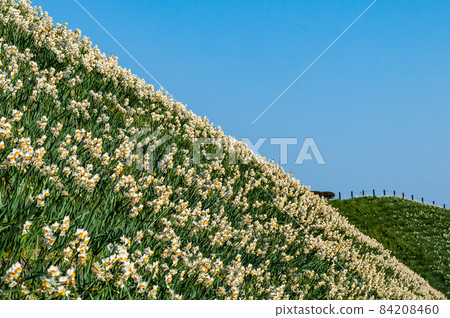 野茂崎水仙山盛開 野茂崎水仙山盛開 84208460