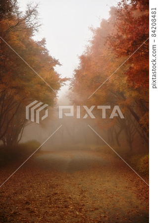 美麗的小徑，秋霧 84208481