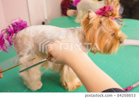 yorkshire terrier getting his hair cut at the groomer. yorkshire terrier getting his hair cut at the groomer. 84208653