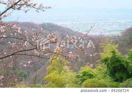 岡山縣岡山市南區吉野櫻花、竹林、芽之里山、春霧之岡山平原 岡山縣岡山市南區吉野櫻花、竹林、芽之里山、春霧之岡山平原 84208724