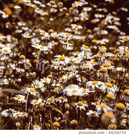 vintage colored medical roman Chamomile flowers Field vintage colored medical roman Chamomile flowers Field 84208734