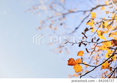 autumn scene with yellow leaves, blurred brown branches and blue sky 84208737