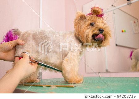 yorkshire terrier getting his hair cut at the groomer. 84208739