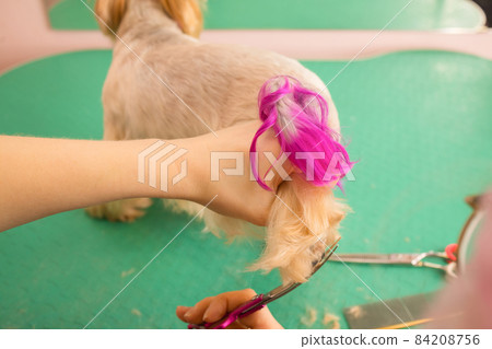 yorkshire terrier getting his hair cut at the groomer. yorkshire terrier getting his hair cut at the groomer. 84208756