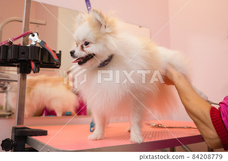 grooming dogs Spitz Pomeranian in the cabin. 84208779