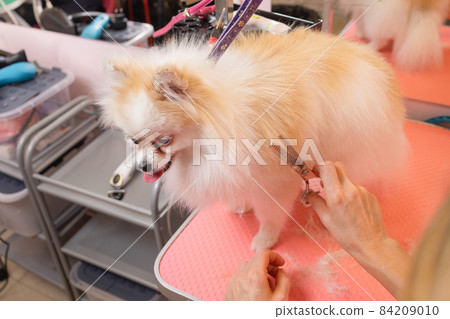 yorkshire terrier getting his hair cut at the groomer. yorkshire terrier getting his hair cut at the groomer. 84209010