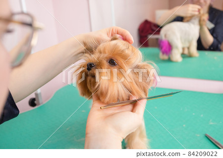 yorkshire terrier getting his hair cut at the groomer. 84209022