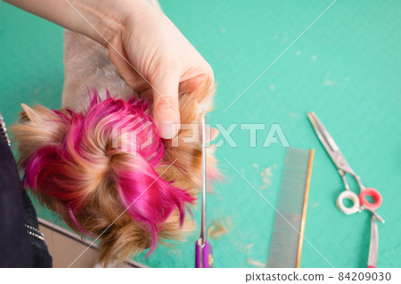 yorkshire terrier getting his hair cut at the groomer. 84209030