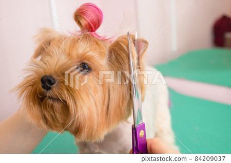 yorkshire terrier getting his hair cut at the groomer. yorkshire terrier getting his hair cut at the groomer. 84209037