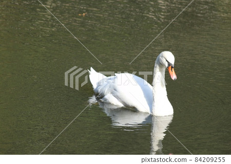 Swan 84209255