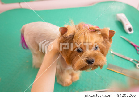 yorkshire terrier getting his hair cut at the groomer. 84209260