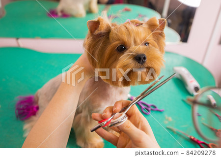 yorkshire terrier getting his hair cut at the groomer. yorkshire terrier getting his hair cut at the groomer. 84209278