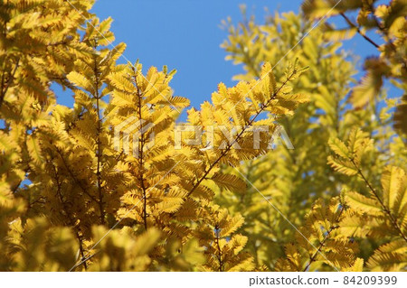 Colored metasequoia leaves 84209399