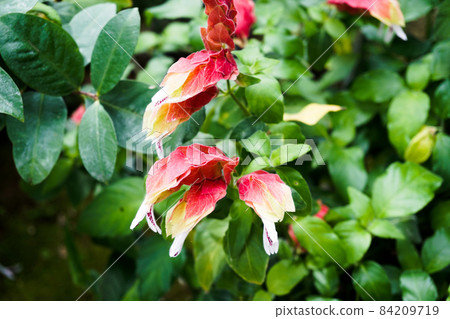 小蝦草(Koebiso) 小蝦草(Koebiso) 84209719