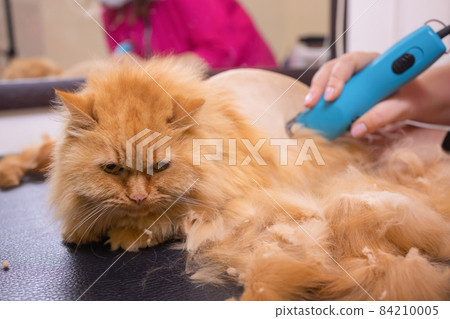 Grooming cat with tool for shedding hair. medicine, pet, animals, health care and people concept. 84210005