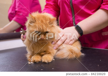 Grooming cat with tool for shedding hair. medicine, pet, animals, health care and people concept. 84210020
