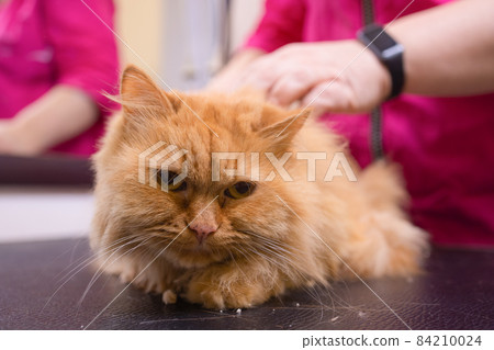 Grooming cat with tool for shedding hair. medicine, pet, animals, health care and people concept. Grooming cat with tool for shedding hair. medicine, pet, animals, health care and people concept. 84210024