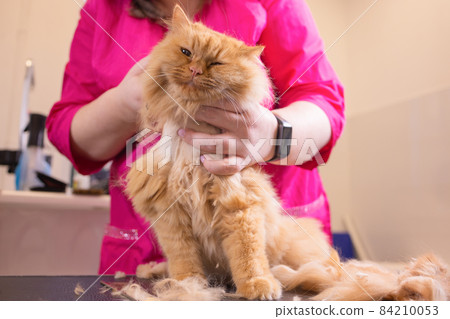 Cat grooming in pet beauty salon. The wizard uses the scissors for trimming tail. Cat grooming in pet beauty salon. The wizard uses the scissors for trimming tail. 84210053