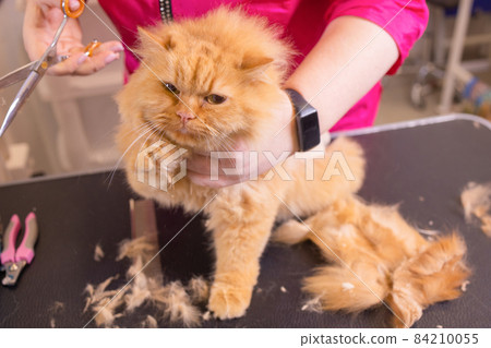 Cat grooming in pet beauty salon. The wizard uses the scissors for trimming tail. Cat grooming in pet beauty salon. The wizard uses the scissors for trimming tail. 84210055