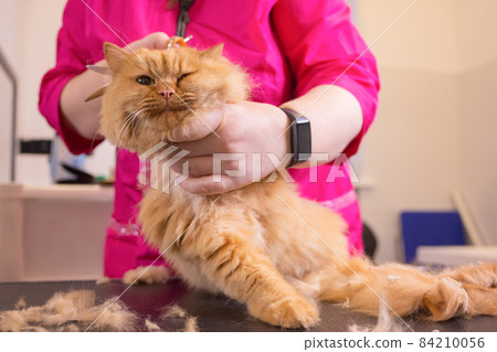 Cat grooming in pet beauty salon. The wizard uses the scissors for trimming tail. Cat grooming in pet beauty salon. The wizard uses the scissors for trimming tail. 84210056