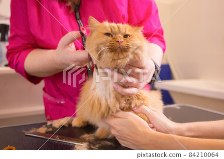 Cat grooming in pet beauty salon. The wizard uses the scissors for trimming tail. Cat grooming in pet beauty salon. The wizard uses the scissors for trimming tail. 84210064