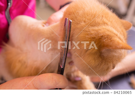 Cat grooming in pet beauty salon. The wizard uses the scissors for trimming tail. Cat grooming in pet beauty salon. The wizard uses the scissors for trimming tail. 84210065