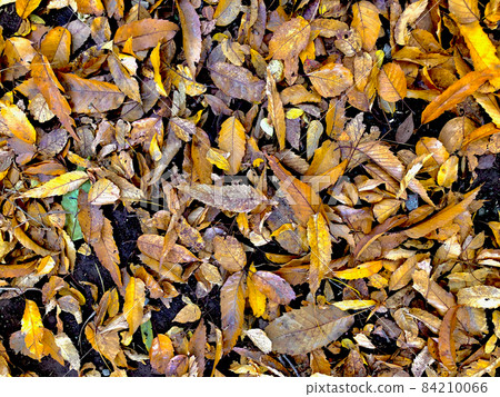 Fallen fallen leaves 84210066