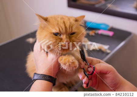 Cat grooming in pet beauty salon. The wizard uses the scissors for trimming tail. Cat grooming in pet beauty salon. The wizard uses the scissors for trimming tail. 84210112