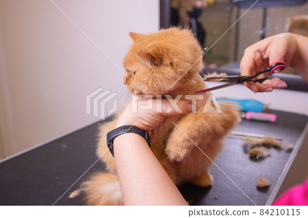 Cat grooming in pet beauty salon. The wizard uses the scissors for trimming tail. Cat grooming in pet beauty salon. The wizard uses the scissors for trimming tail. 84210115