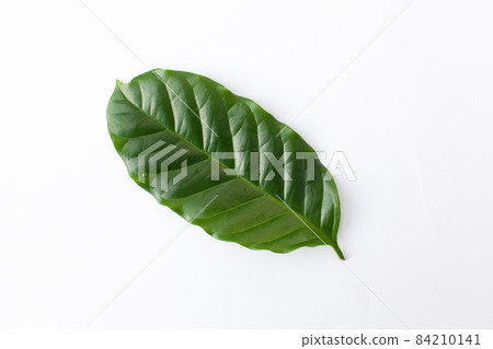 咖啡葉 咖啡葉 84210141