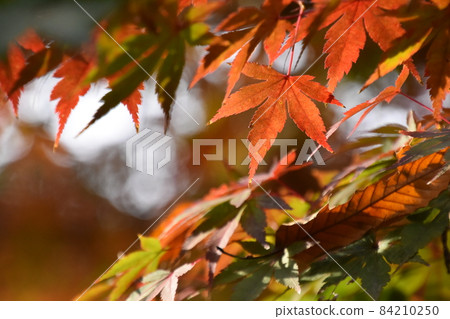 Yamadaike Park 84210250