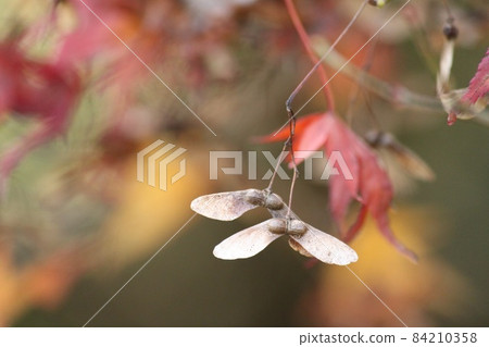 楓葉和水果 84210358