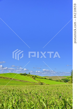 Hokkaido Autumn Biei Blue Sky and Breadbasket 84210659