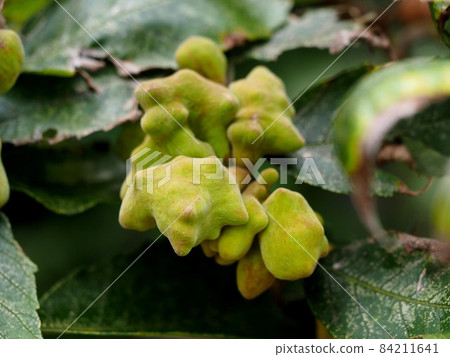 Close-up of the gall of Rhus chinensis 84211641