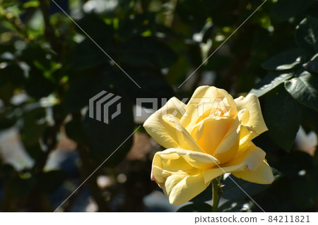 Yellow roses blooming in the autumn rose garden Yellow roses blooming in the autumn rose garden 84211821