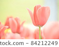 Pink tulip 84212249
