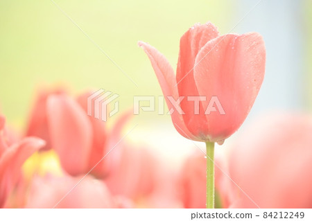 Pink tulip Pink tulip 84212249