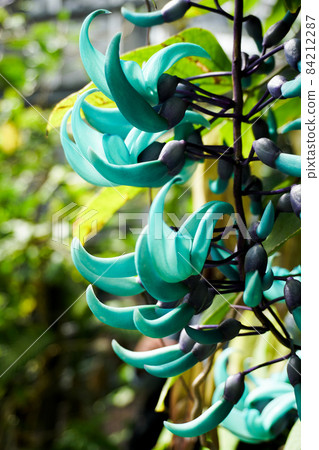 Honeysuckle 84212287