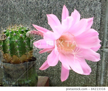Cactus flower 84213316