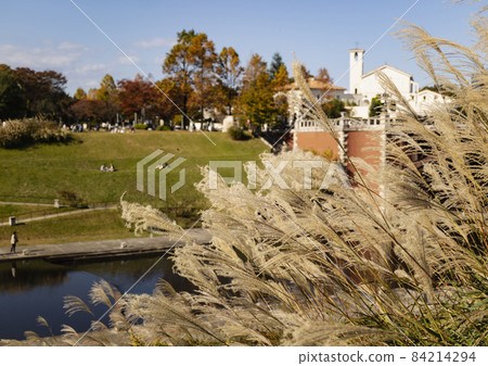 Tama Center Nagaike Park Japanese pampas grass 84214294