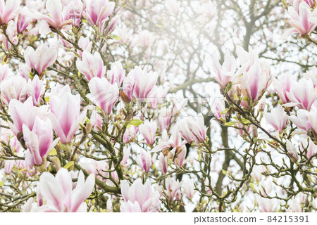 Pink Magnolia Tree with Blooming Flowers during Springtime in En Pink Magnolia Tree with Blooming Flowers during Springtime in En 84215391
