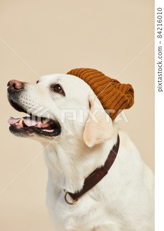 Dog Wearing Beanie Minimal 84216010