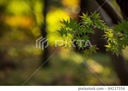 楓葉與美麗的秋葉 11 月 楓葉與美麗的秋葉 11 月 84217356
