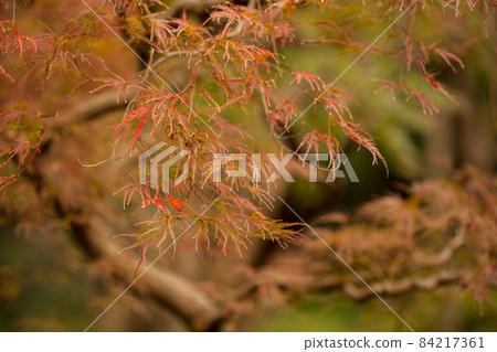 Maple leaves with beautiful autumn leaves November Maple leaves with beautiful autumn leaves November 84217361