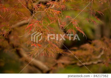 Maple leaves with beautiful autumn leaves November Maple leaves with beautiful autumn leaves November 84217362