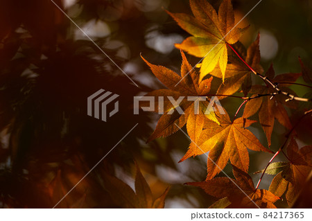 Maple leaves with beautiful autumn leaves November 84217365