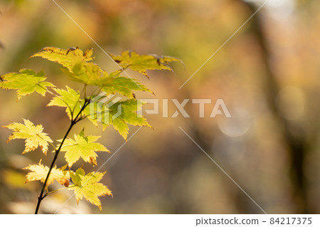 楓葉與美麗的秋葉 11 月 楓葉與美麗的秋葉 11 月 84217375